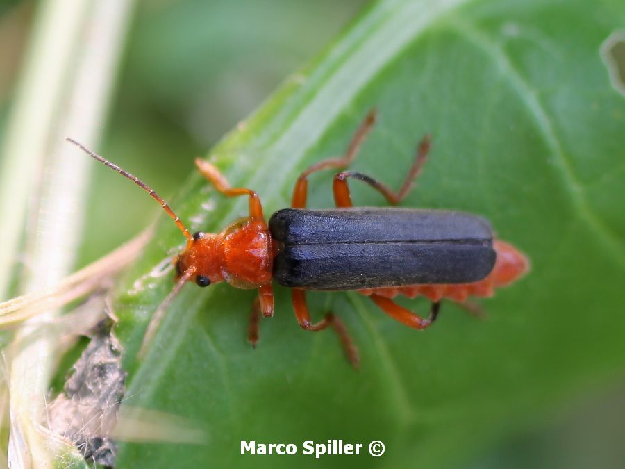 Cantharis livida? No, Ancistronycha sp., Cantharidae